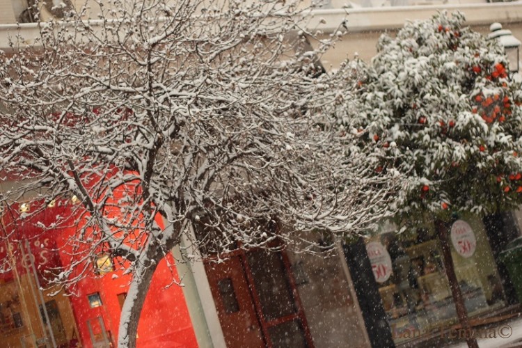 дерево в снегу